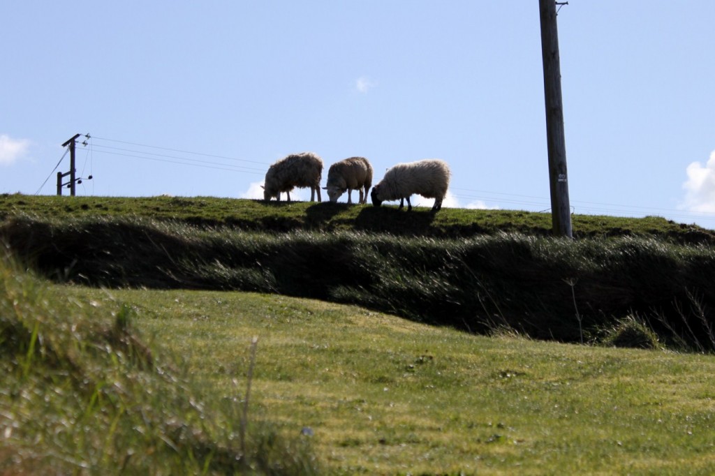 Irische Schafe
