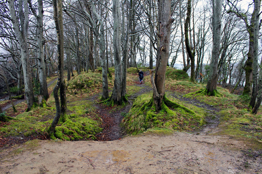 Wald Killarney